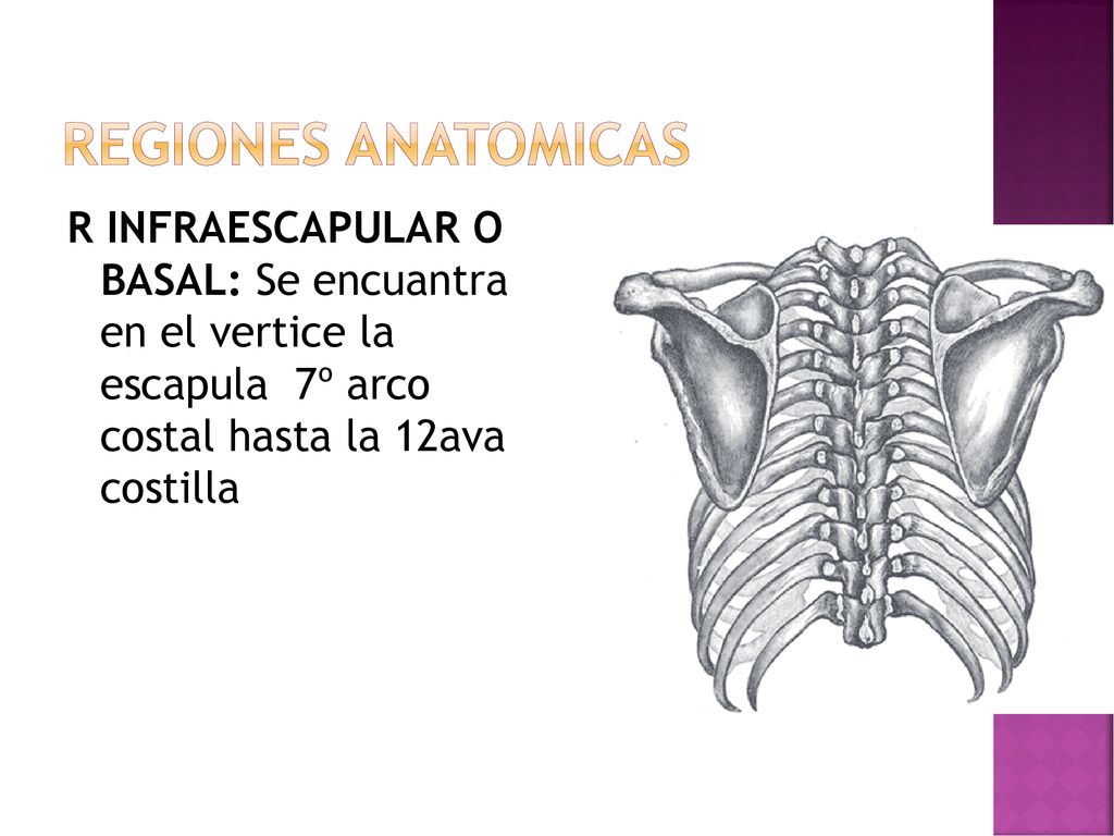 REGIONES ANATOMICAS R INFRAESCAPULAR O BASAL: Se encuantra en el vertice la escapula 7º arco costal hasta la 12ava costilla.
