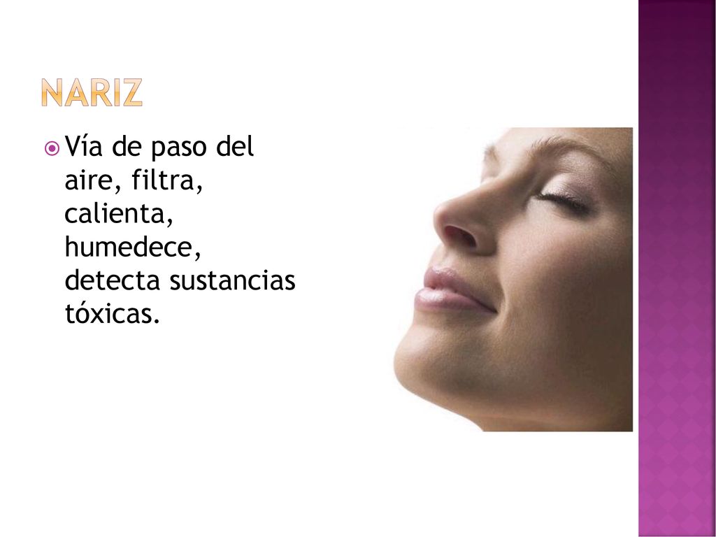 nariz Vía de paso del aire, filtra, calienta, humedece, detecta sustancias tóxicas.