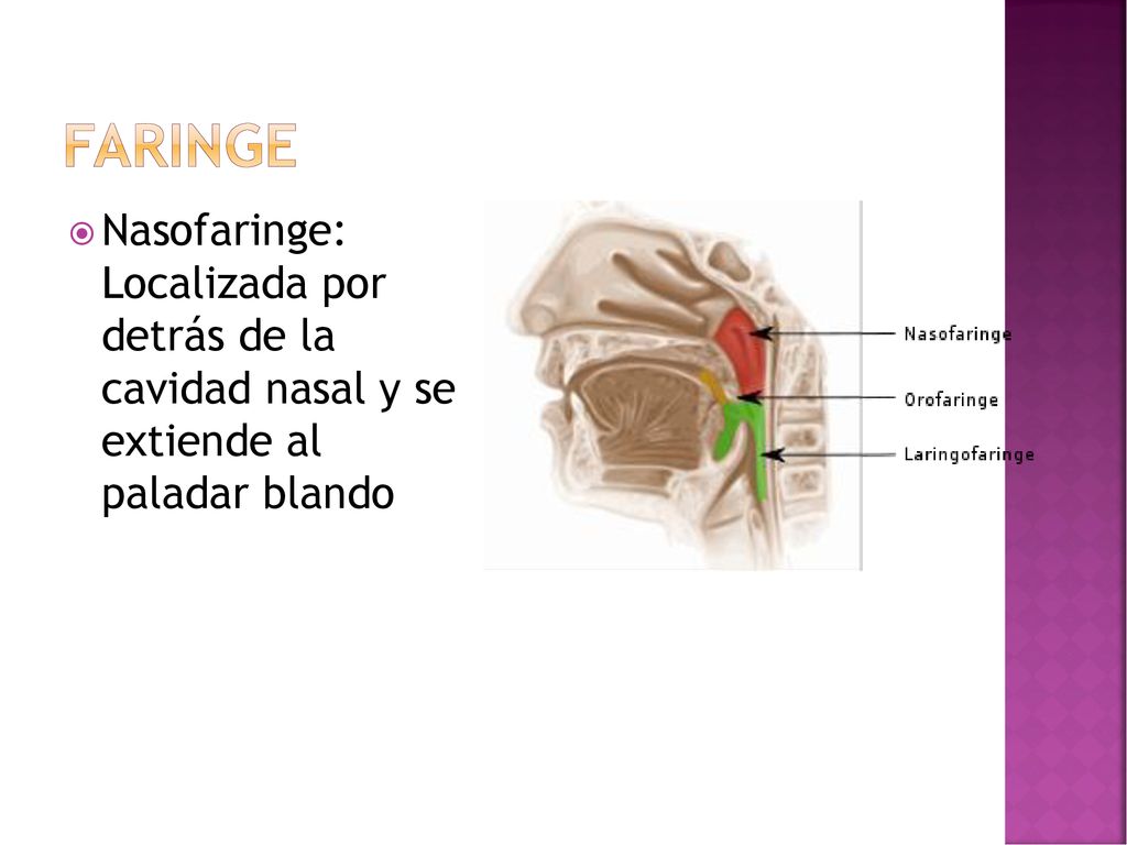 faringe Nasofaringe: Localizada por detrás de la cavidad nasal y se extiende al paladar blando
