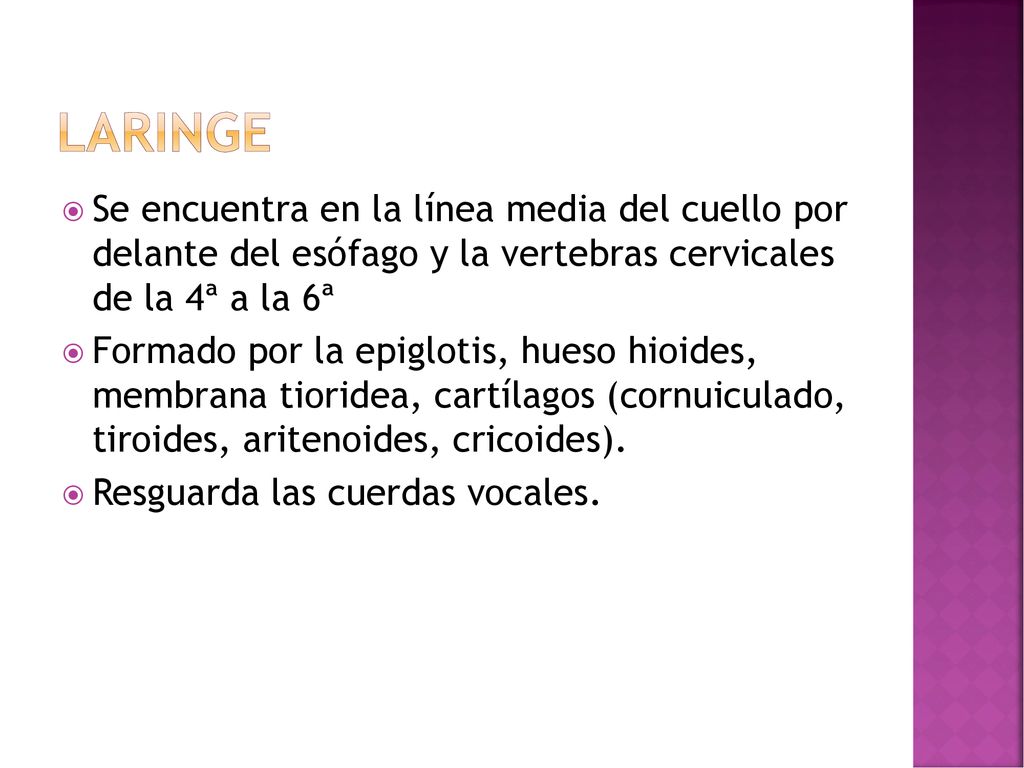 Laringe Se encuentra en la línea media del cuello por delante del esófago y la vertebras cervicales de la 4ª a la 6ª.