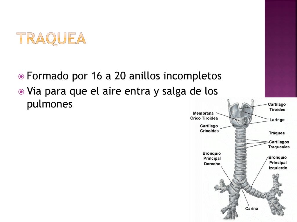 TRAQUEA Formado por 16 a 20 anillos incompletos