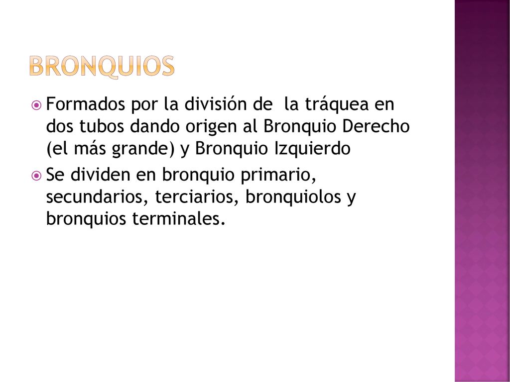 BRONQUIOS Formados por la división de la tráquea en dos tubos dando origen al Bronquio Derecho (el más grande) y Bronquio Izquierdo.