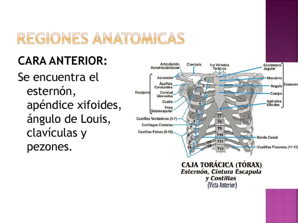REGIONES ANATOMICAS CARA ANTERIOR: Se encuentra el esternón, apéndice xifoides, ángulo de Louis, clavículas y pezones.