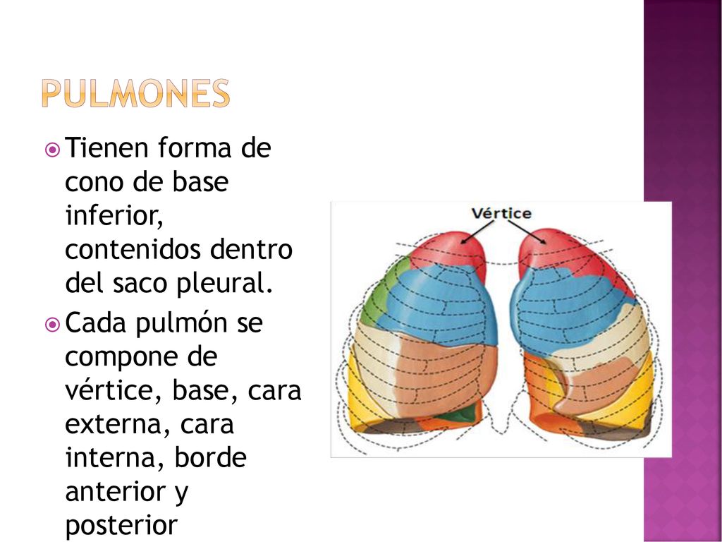 Pulmones Tienen forma de cono de base inferior, contenidos dentro del saco pleural.
