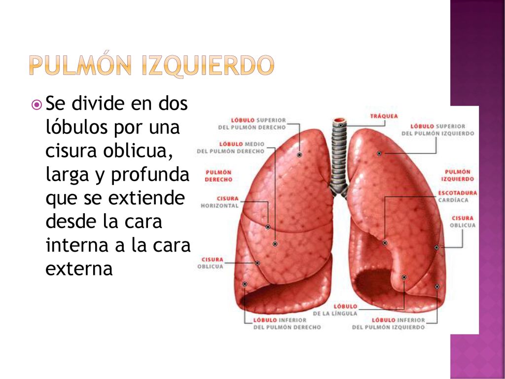Pulmón izquierdo Se divide en dos lóbulos por una cisura oblicua, larga y profunda que se extiende desde la cara interna a la cara externa.