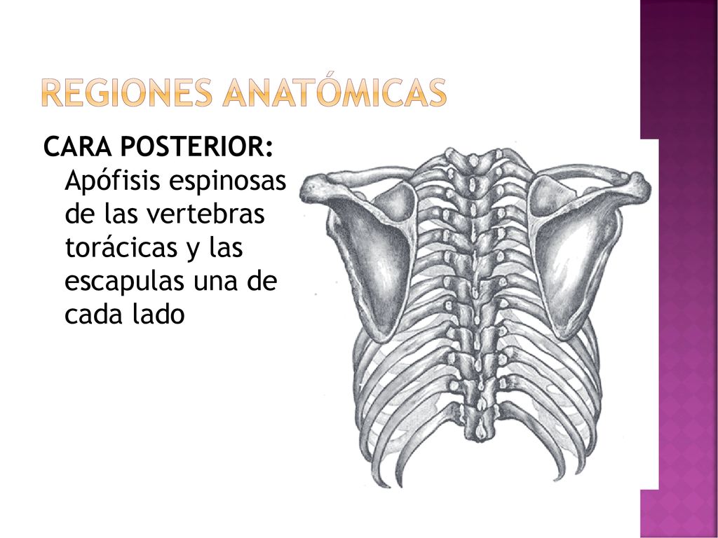 Regiones anatómicas CARA POSTERIOR: Apófisis espinosas de las vertebras torácicas y las escapulas una de cada lado.