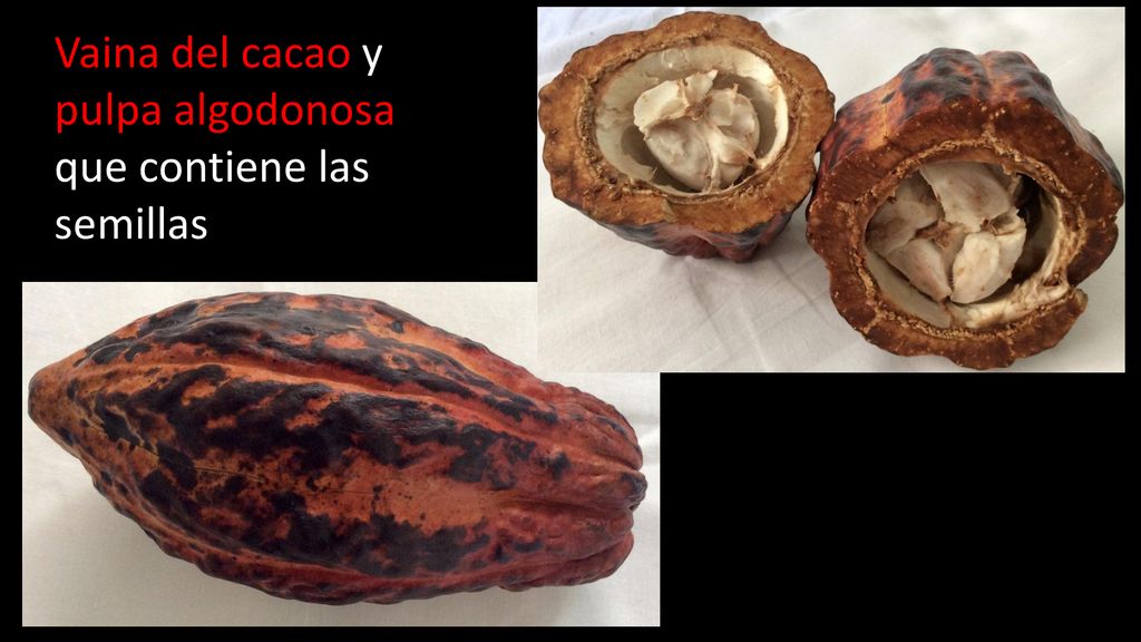 Vaina del cacao y pulpa algodonosa que contiene las semillas