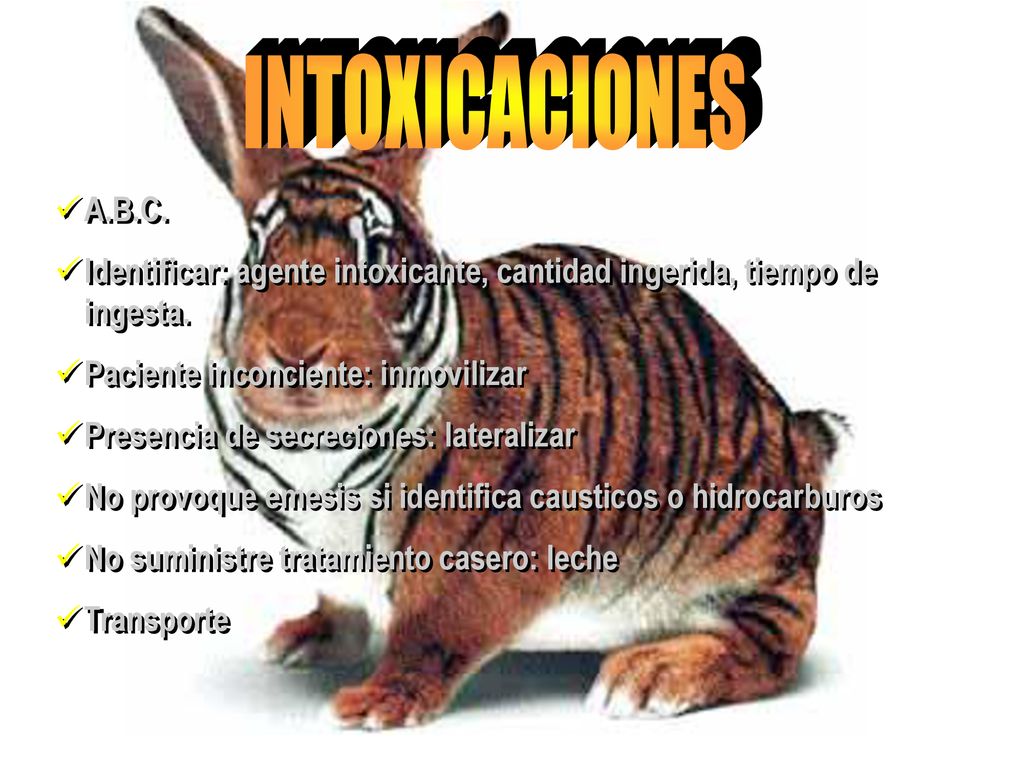 INTOXICACIONES A.B.C. Identificar: agente intoxicante, cantidad ingerida, tiempo de ingesta. Paciente inconciente: inmovilizar.