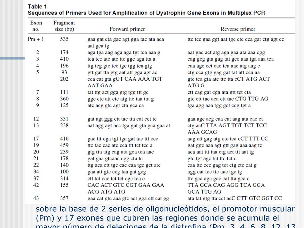 sobre la base de 2 series de oligonucleótidos, el promotor muscular (Pm) y 17 exones que cubren las regiones donde se acumula el mayor número de deleciones de la distrofina (Pm, 3, 4, 6, 8, 12, 13, 17, 19, 43, 44, 45, 47, 48, 50, 51, 52 y 60).