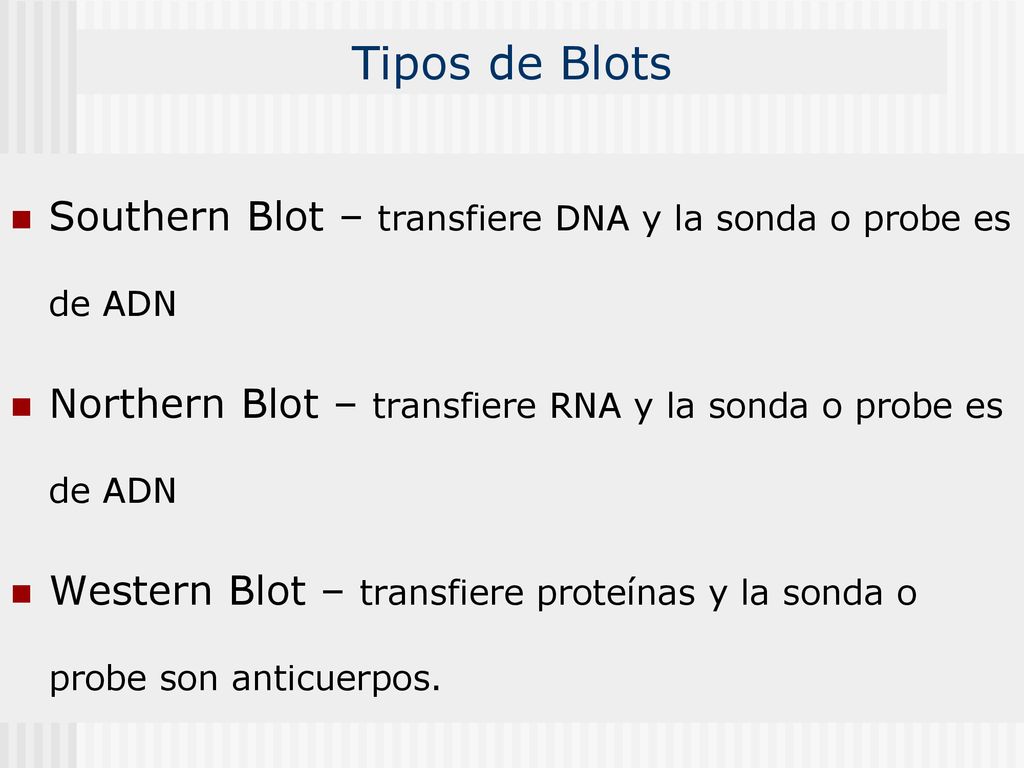 Tipos de Blots Southern Blot – transfiere DNA y la sonda o probe es de ADN. Northern Blot – transfiere RNA y la sonda o probe es de ADN.
