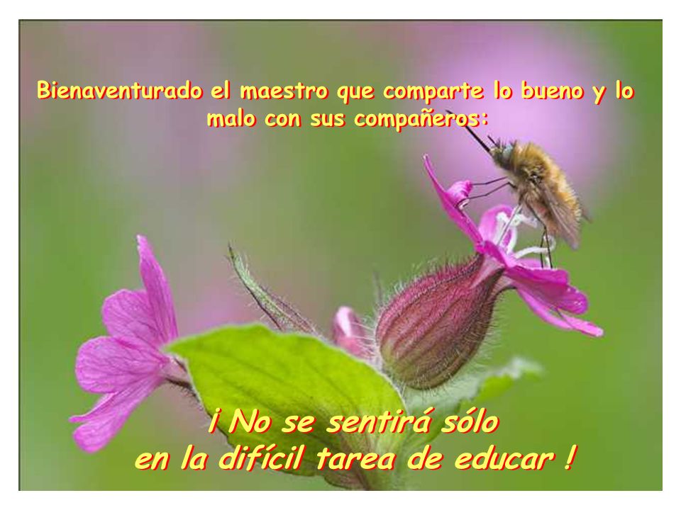 ¡ No se sentirá sólo en la difícil tarea de educar !