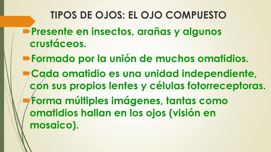 TIPOS DE OJOS: EL OJO COMPUESTO