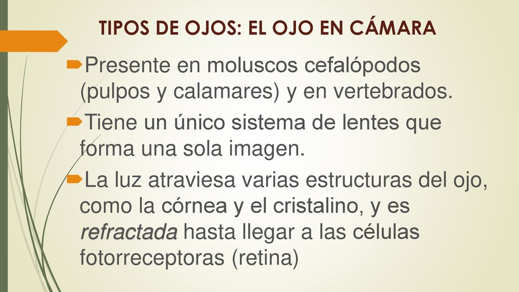 TIPOS DE OJOS: EL OJO EN CÁMARA