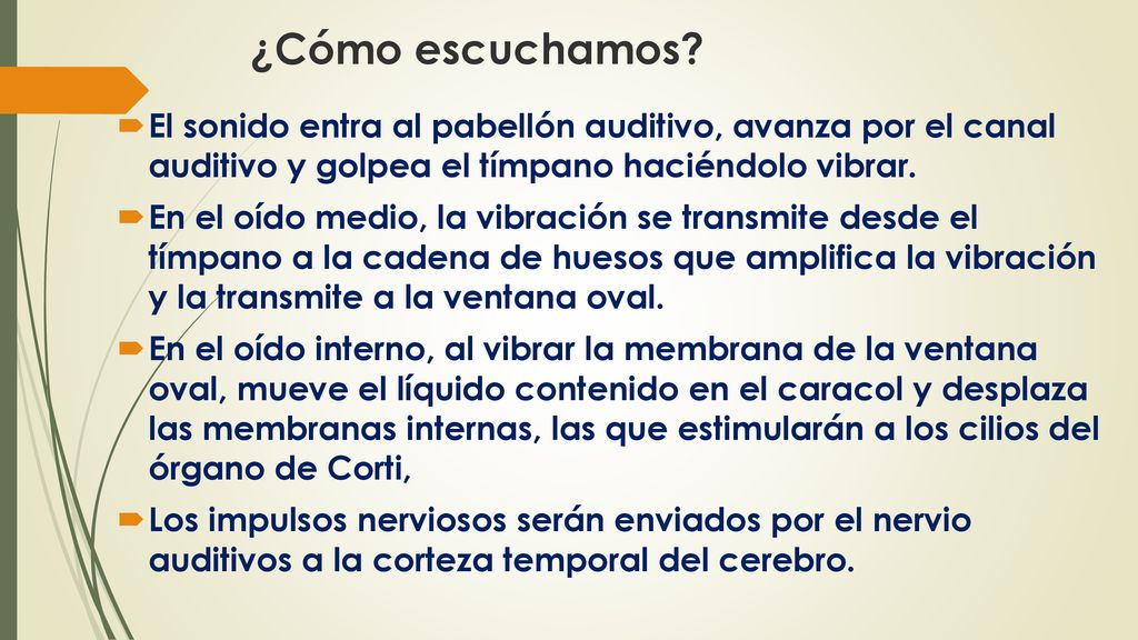 ¿Cómo escuchamos El sonido entra al pabellón auditivo, avanza por el canal auditivo y golpea el tímpano haciéndolo vibrar.