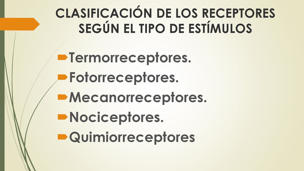 CLASIFICACIÓN DE LOS RECEPTORES SEGÚN EL TIPO DE ESTÍMULOS