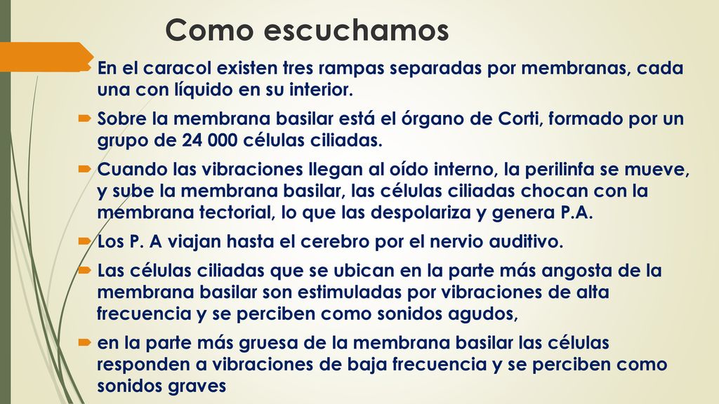 Como escuchamos En el caracol existen tres rampas separadas por membranas, cada una con líquido en su interior.
