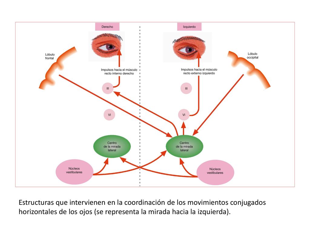 Estructuras que intervienen en la coordinación de los movimientos conjugados horizontales de los ojos (se representa la mirada hacia la izquierda).