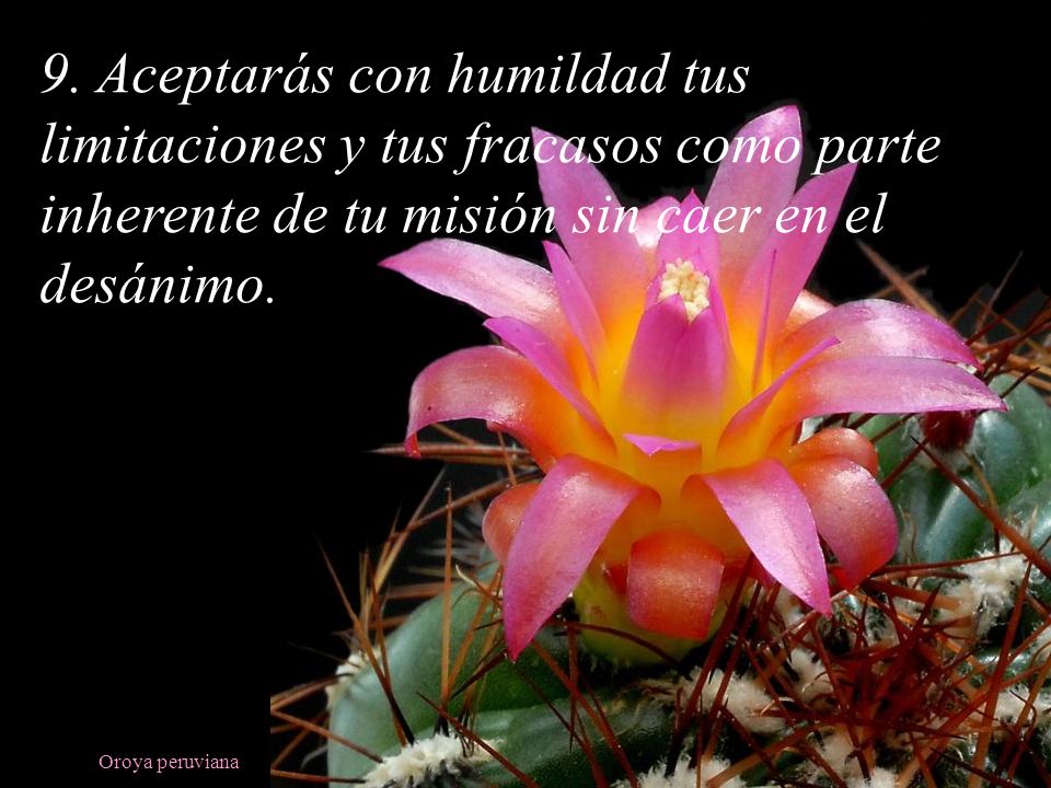 9. Aceptarás con humildad tus limitaciones y tus fracasos como parte inherente de tu misión sin caer en el desánimo.