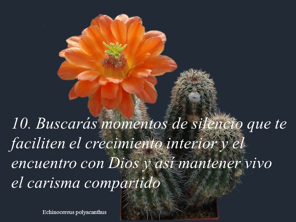 10. Buscarás momentos de silencio que te faciliten el crecimiento interior y el encuentro con Dios y así mantener vivo el carisma compartido