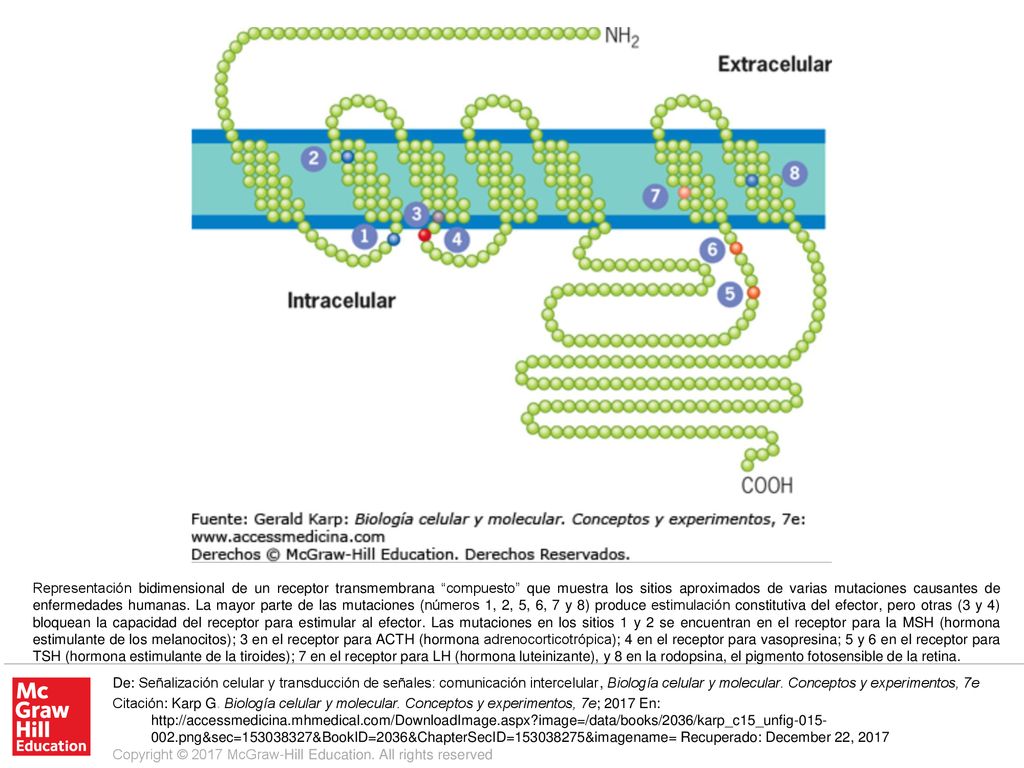 Representación bidimensional de un receptor transmembrana compuesto que muestra los sitios aproximados de varias mutaciones causantes de enfermedades humanas. La mayor parte de las mutaciones (números 1, 2, 5, 6, 7 y 8) produce estimulación constitutiva del efector, pero otras (3 y 4) bloquean la capacidad del receptor para estimular al efector. Las mutaciones en los sitios 1 y 2 se encuentran en el receptor para la MSH (hormona estimulante de los melanocitos); 3 en el receptor para ACTH (hormona adrenocorticotrópica); 4 en el receptor para vasopresina; 5 y 6 en el receptor para TSH (hormona estimulante de la tiroides); 7 en el receptor para LH (hormona luteinizante), y 8 en la rodopsina, el pigmento fotosensible de la retina.