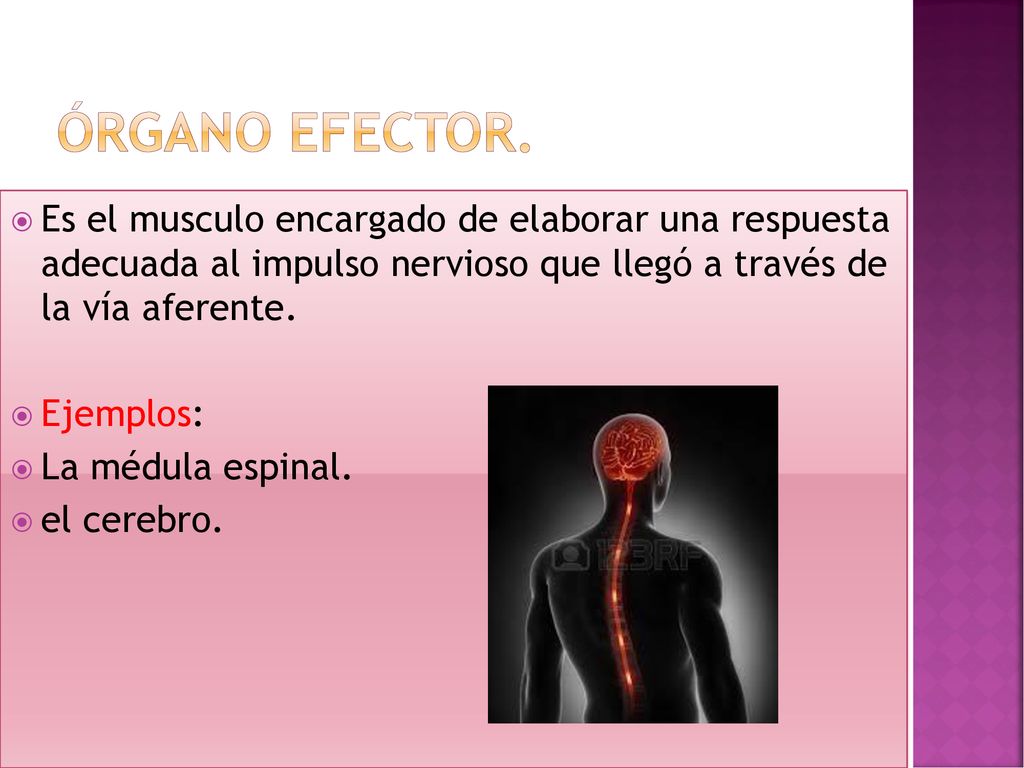 Órgano efector. Es el musculo encargado de elaborar una respuesta adecuada al impulso nervioso que llegó a través de la vía aferente.