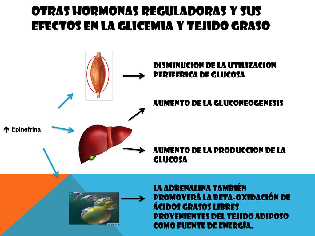 Otras hormonas reguladoras Y SUS EFECTOS EN LA GLICEMIA y Tejido Graso