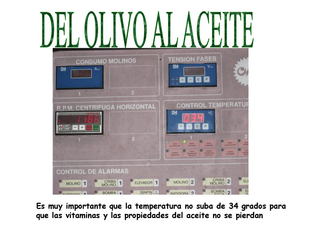 DEL OLIVO AL ACEITE Es muy importante que la temperatura no suba de 34 grados para.