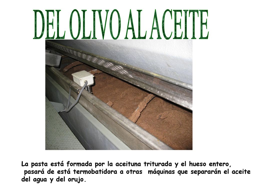 DEL OLIVO AL ACEITE La pasta está formada por la aceituna triturada y el hueso entero,