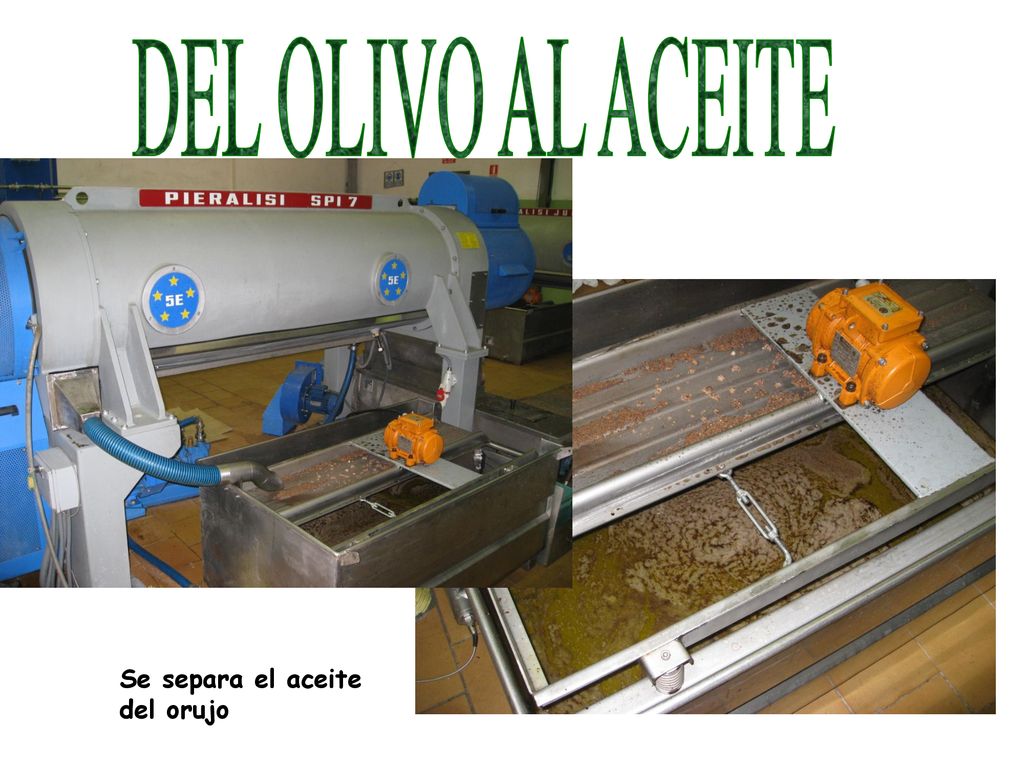 DEL OLIVO AL ACEITE Se separa el aceite del orujo
