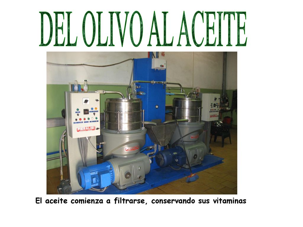DEL OLIVO AL ACEITE El aceite comienza a filtrarse, conservando sus vitaminas