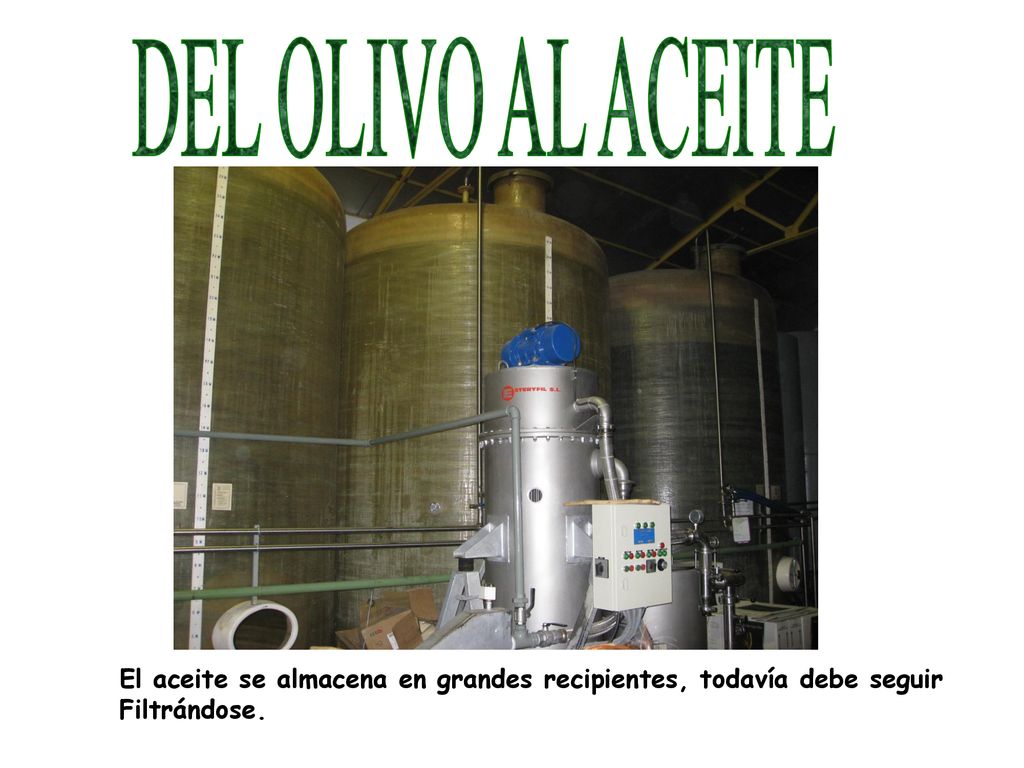 DEL OLIVO AL ACEITE El aceite se almacena en grandes recipientes, todavía debe seguir Filtrándose.