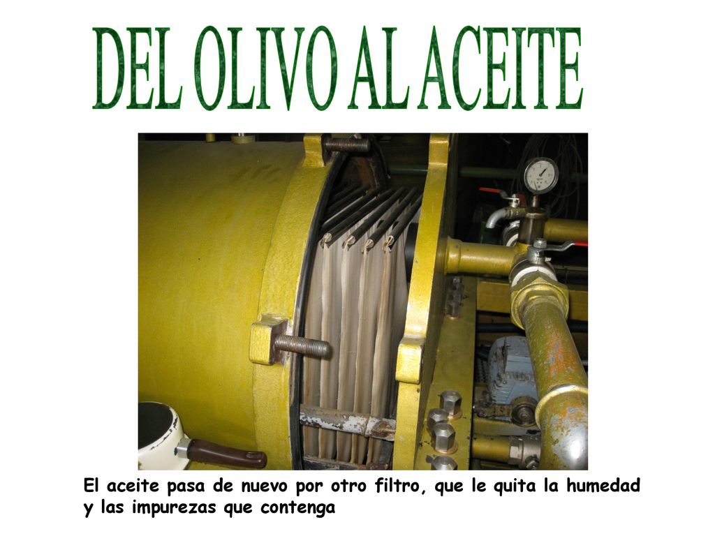 DEL OLIVO AL ACEITE El aceite pasa de nuevo por otro filtro, que le quita la humedad.