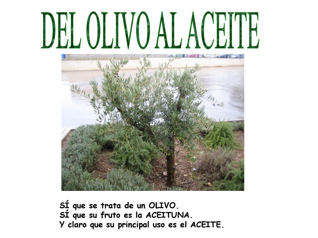 DEL OLIVO AL ACEITE SÍ que se trata de un OLIVO.