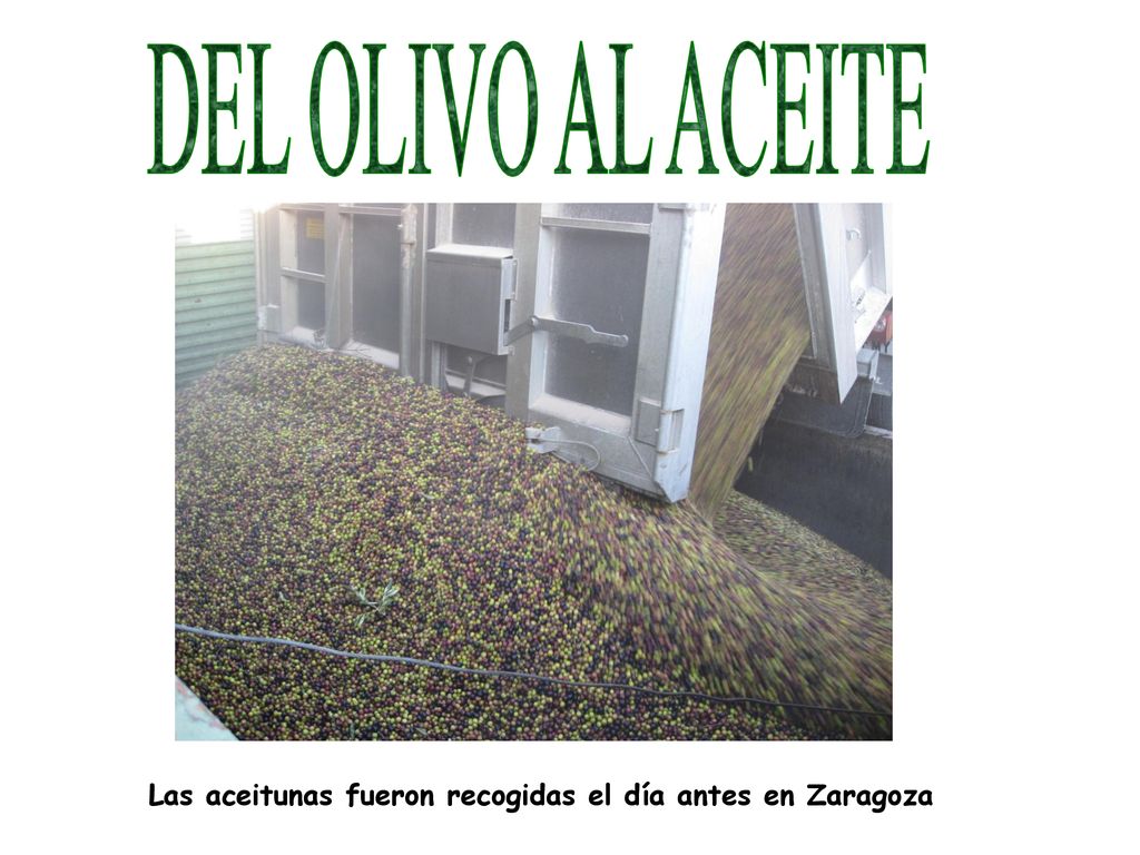 DEL OLIVO AL ACEITE Las aceitunas fueron recogidas el día antes en Zaragoza