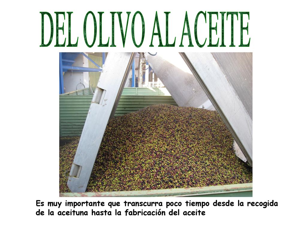 DEL OLIVO AL ACEITE Es muy importante que transcurra poco tiempo desde la recogida.