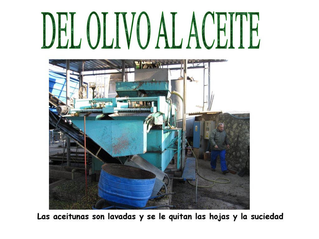 DEL OLIVO AL ACEITE Las aceitunas son lavadas y se le quitan las hojas y la suciedad