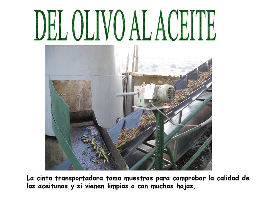DEL OLIVO AL ACEITE La cinta transportadora toma muestras para comprobar la calidad de.
