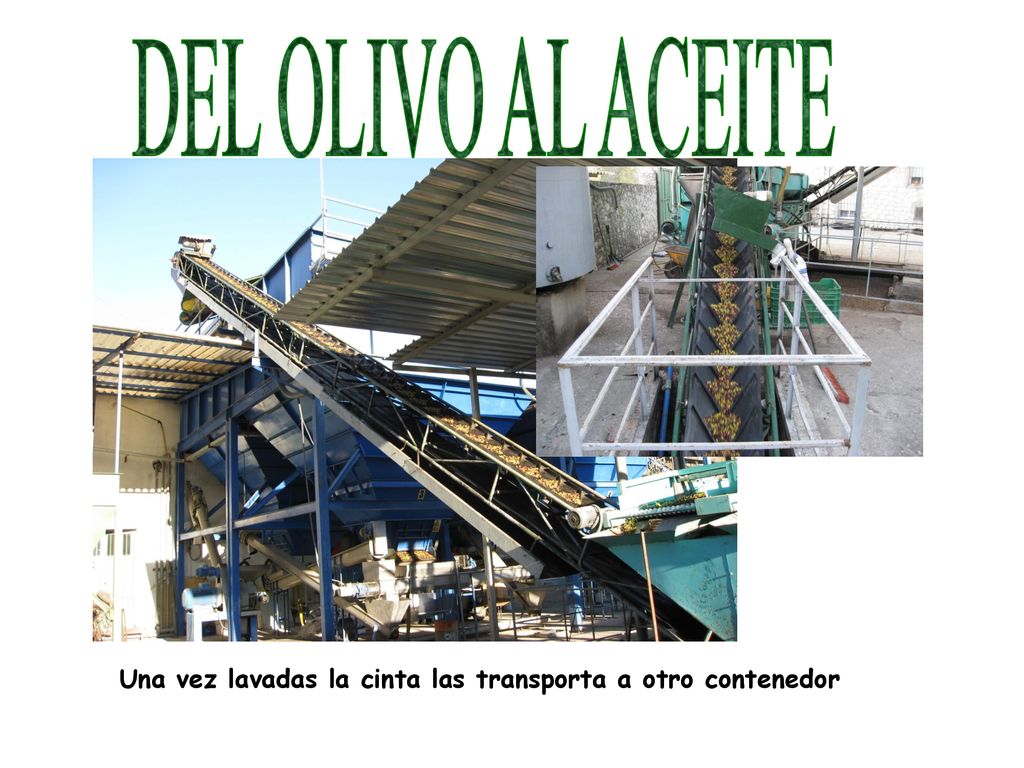 DEL OLIVO AL ACEITE Una vez lavadas la cinta las transporta a otro contenedor
