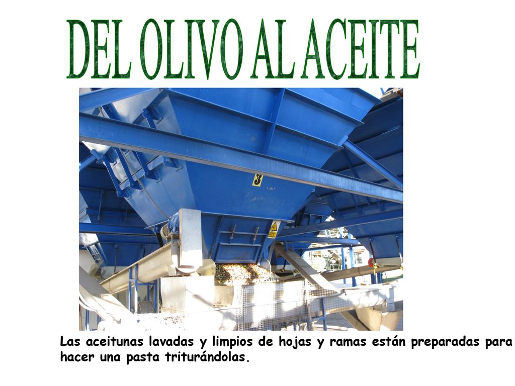 DEL OLIVO AL ACEITE Las aceitunas lavadas y limpios de hojas y ramas están preparadas para.