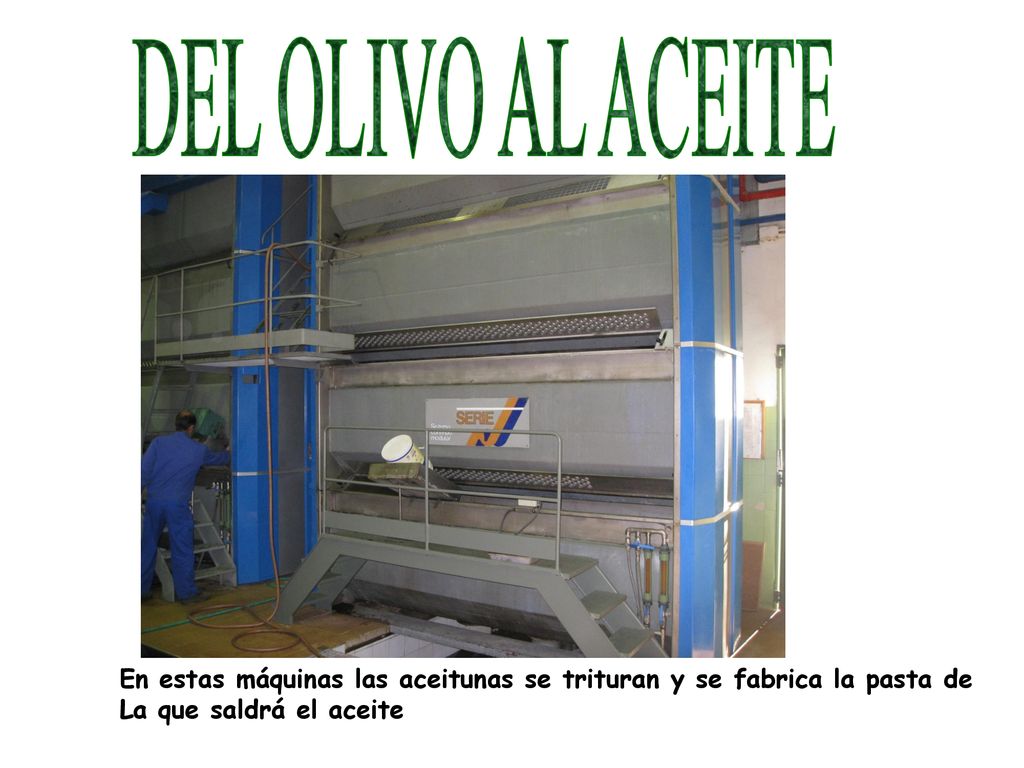 DEL OLIVO AL ACEITE En estas máquinas las aceitunas se trituran y se fabrica la pasta de.