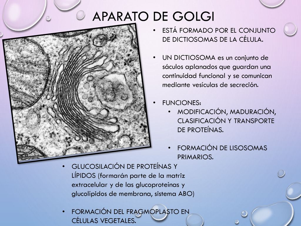 APARATO DE GOLGI ESTÁ FORMADO POR EL CONJUNTO DE DICTIOSOMAS DE LA CÉLULA.