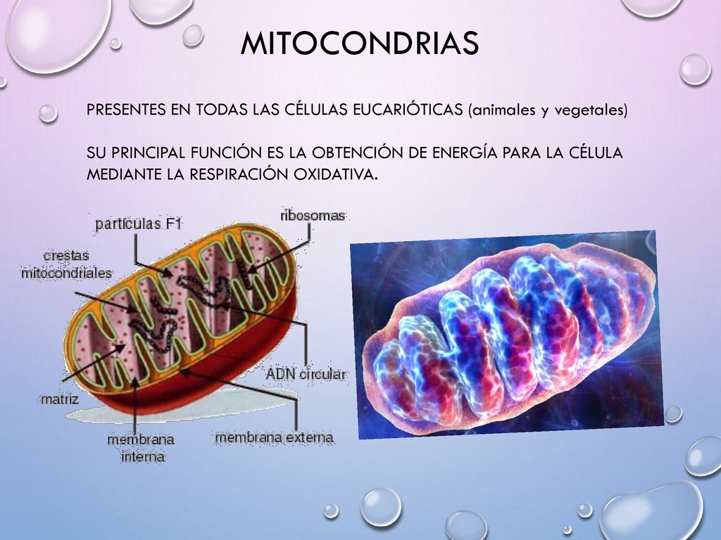 mitocondrias PRESENTES EN TODAS LAS CÉLULAS EUCARIÓTICAS (animales y vegetales)