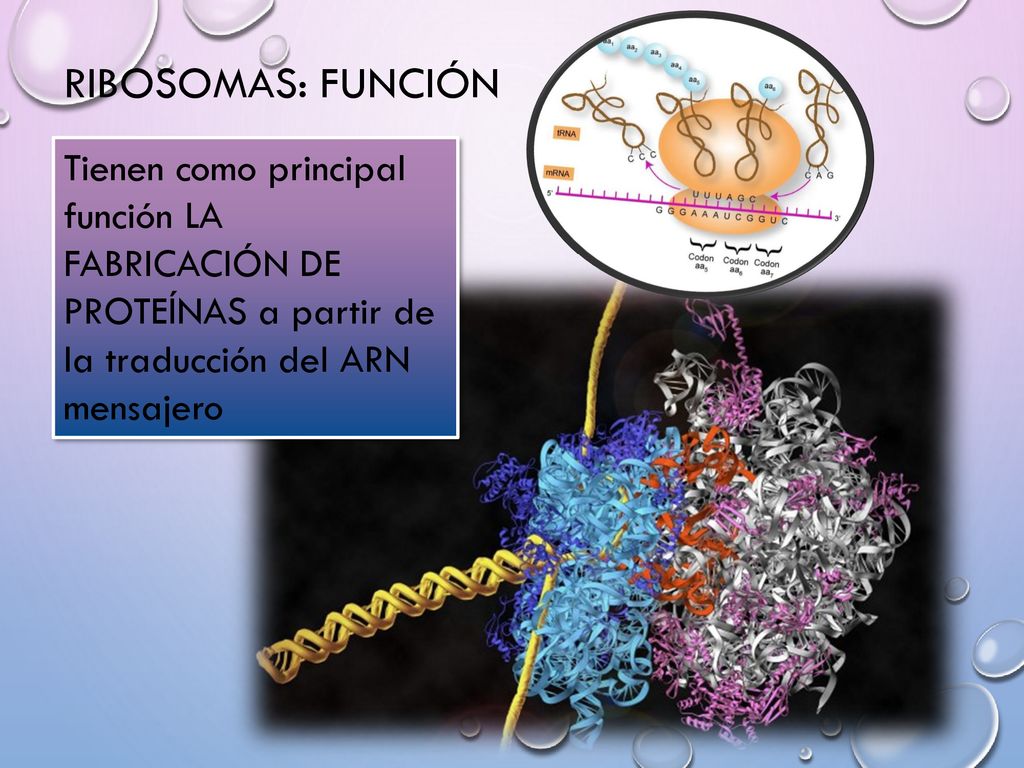 RIBOSOMAS: FUNCIÓN Tienen como principal función LA FABRICACIÓN DE PROTEÍNAS a partir de la traducción del ARN mensajero.