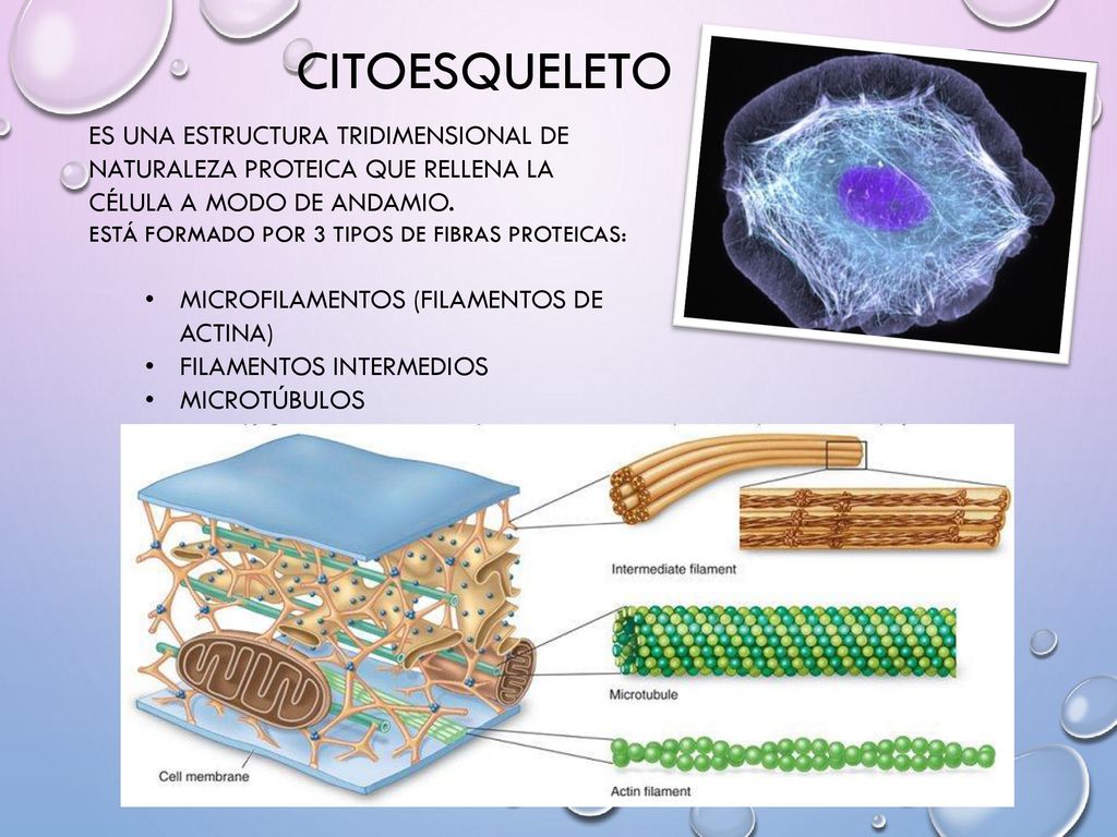 citoesqueleto ES UNA ESTRUCTURA TRIDIMENSIONAL DE NATURALEZA PROTEICA QUE RELLENA LA CÉLULA A MODO DE ANDAMIO.