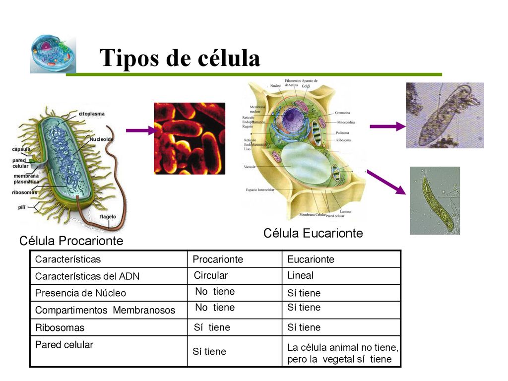 Tipos de célula Célula Eucarionte Célula Procarionte Características