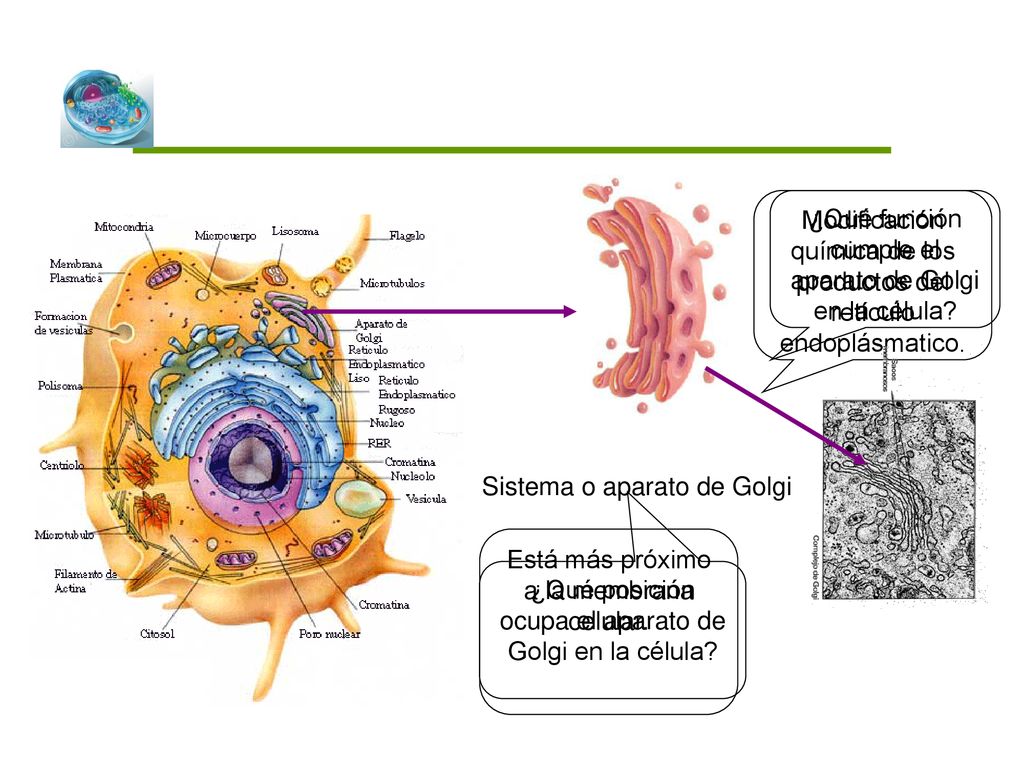 Modificación química de los productos del retículo endoplásmatico.