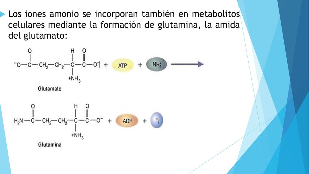 Los iones amonio se incorporan también en metabolitos celulares mediante la formación de glutamina, la amida del glutamato: