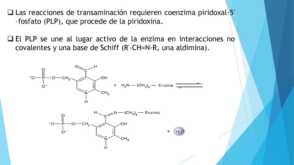 Las reacciones de transaminación requieren coenzima piridoxal-5 –fosfato (PLP), que procede de la piridoxina.