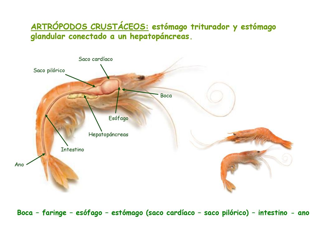 ARTRÓPODOS CRUSTÁCEOS: estómago triturador y estómago glandular conectado a un hepatopáncreas.