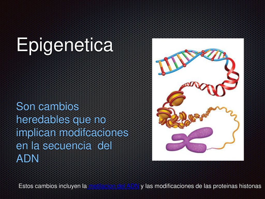 Epigenetica Son cambios heredables que no implican modifcaciones en la secuencia del ADN.